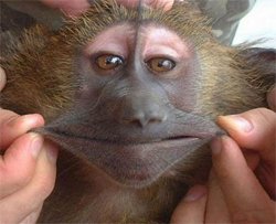 funny_monkey_pictures